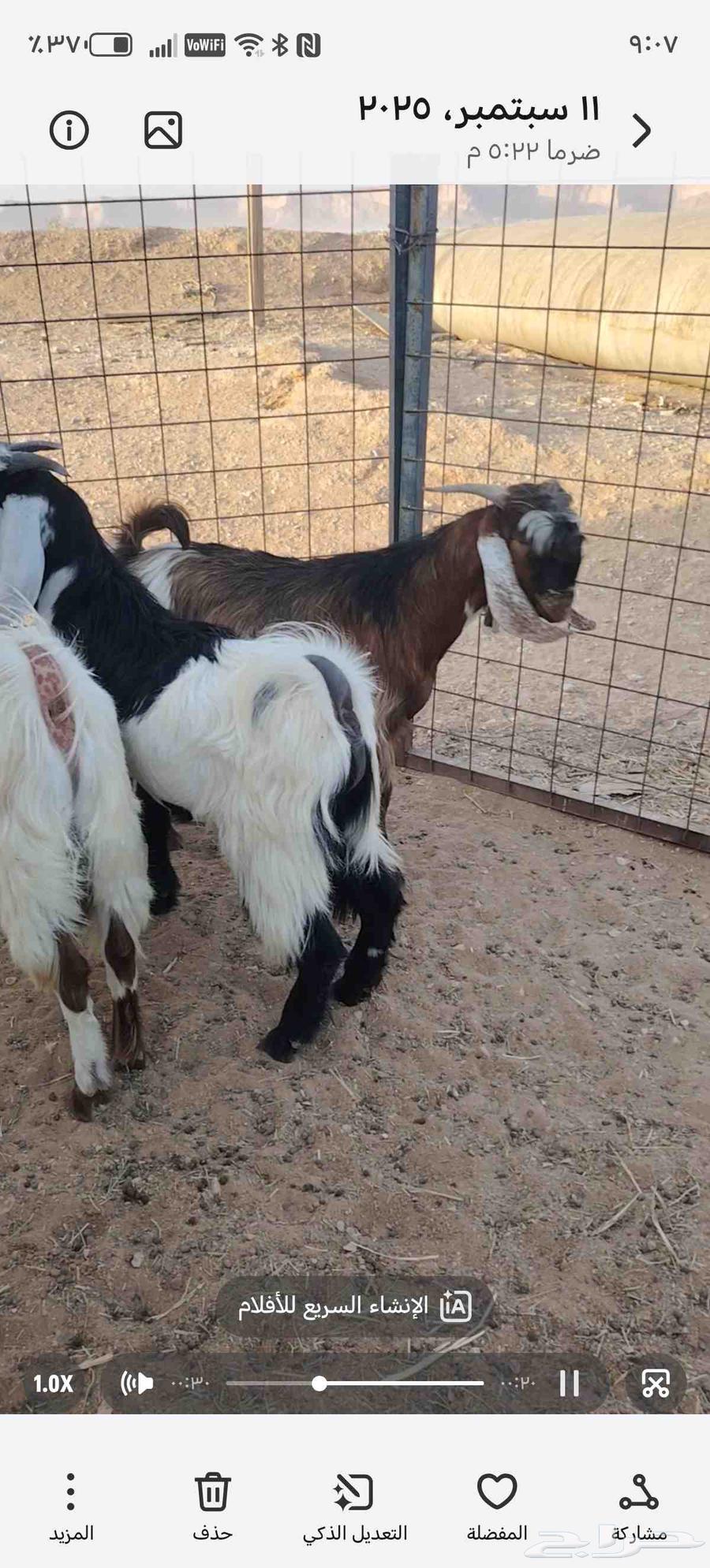 تيوس فل الفل64477921868035112