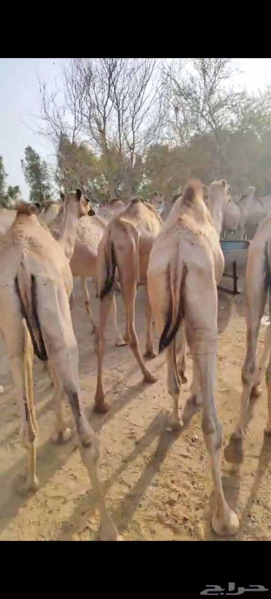 Qaedan Mafarid price 285064475598125955112