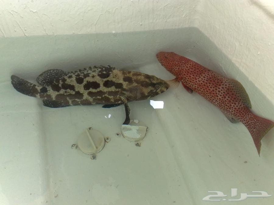 رحلة صيد بالشخص صباح السبت64478279679233111