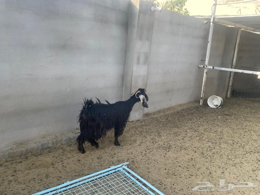 عنز عارضي حايل السن رباع64478197187970112