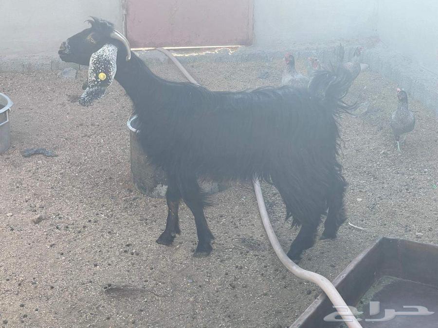 عنز عارضي حايل السن رباع64478197187970113