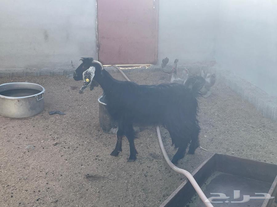 عنز عارضي حايل السن رباع64478197187970114