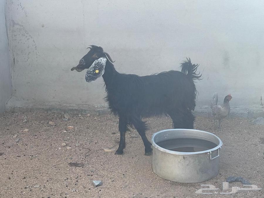 عنز عارضي حايل السن رباع64478197187970111