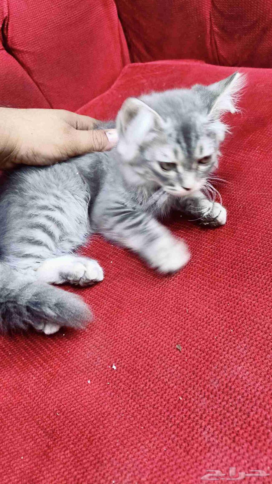 قطة للبيع64477866770819110