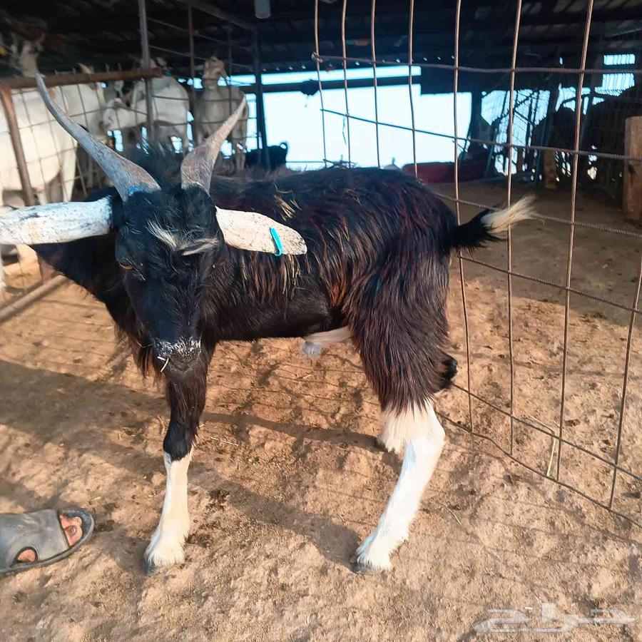 تيوس مرابي شرط طعم وجودة لحم64473853505921111