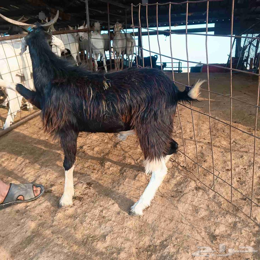 تيوس مرابي شرط طعم وجودة لحم64473853505921112