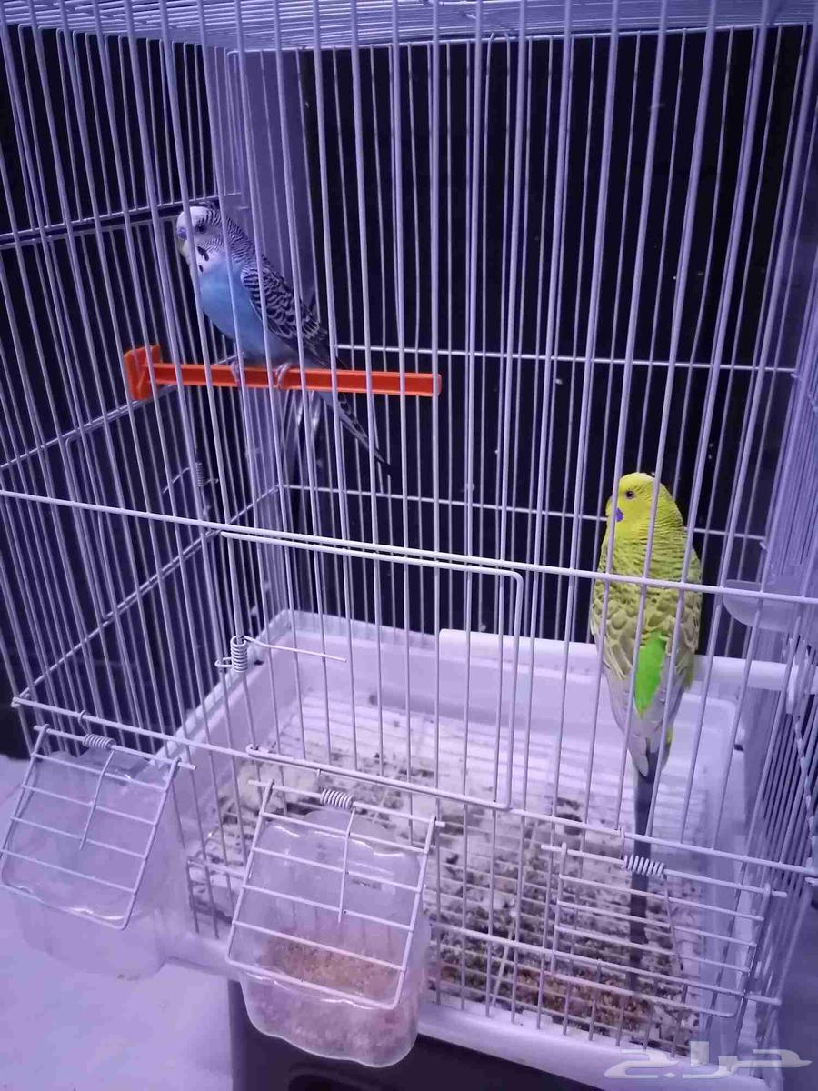 طيور بادجي للبيع64473806024577114