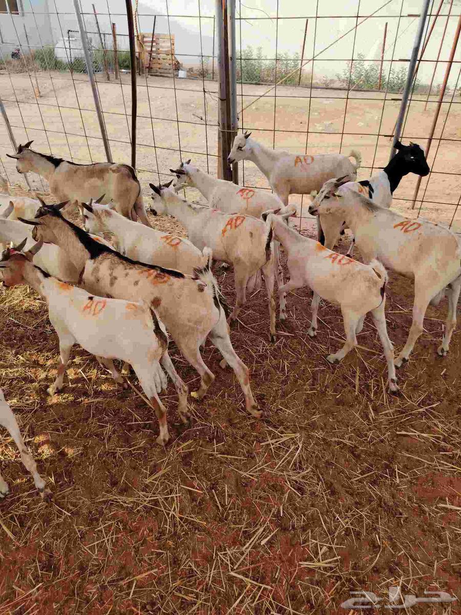 تيوس صوماليه لعاشقي الجدعان بأقل الاسعار64474361202947111