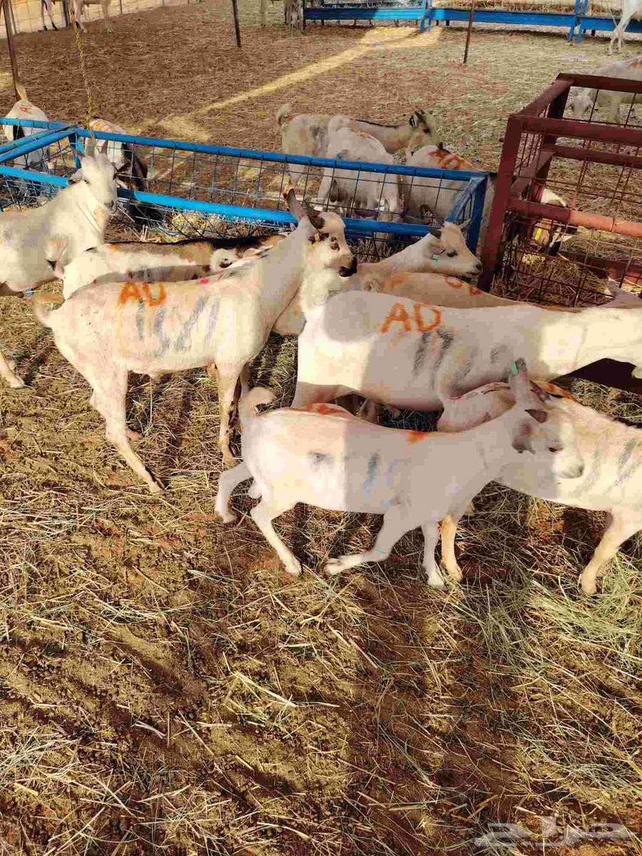 تيوس صوماليه لعاشقي الجدعان بأقل الاسعار64474361202947114