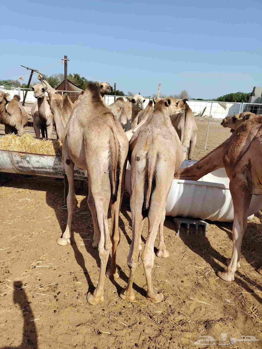 قعدان مفاريد متحصنة ونظيفة ومحملة64475681196163110