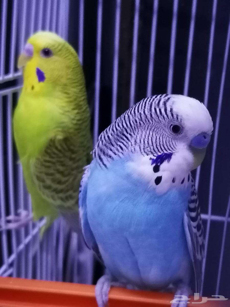 طيور بادجي للبيع64473806024577110