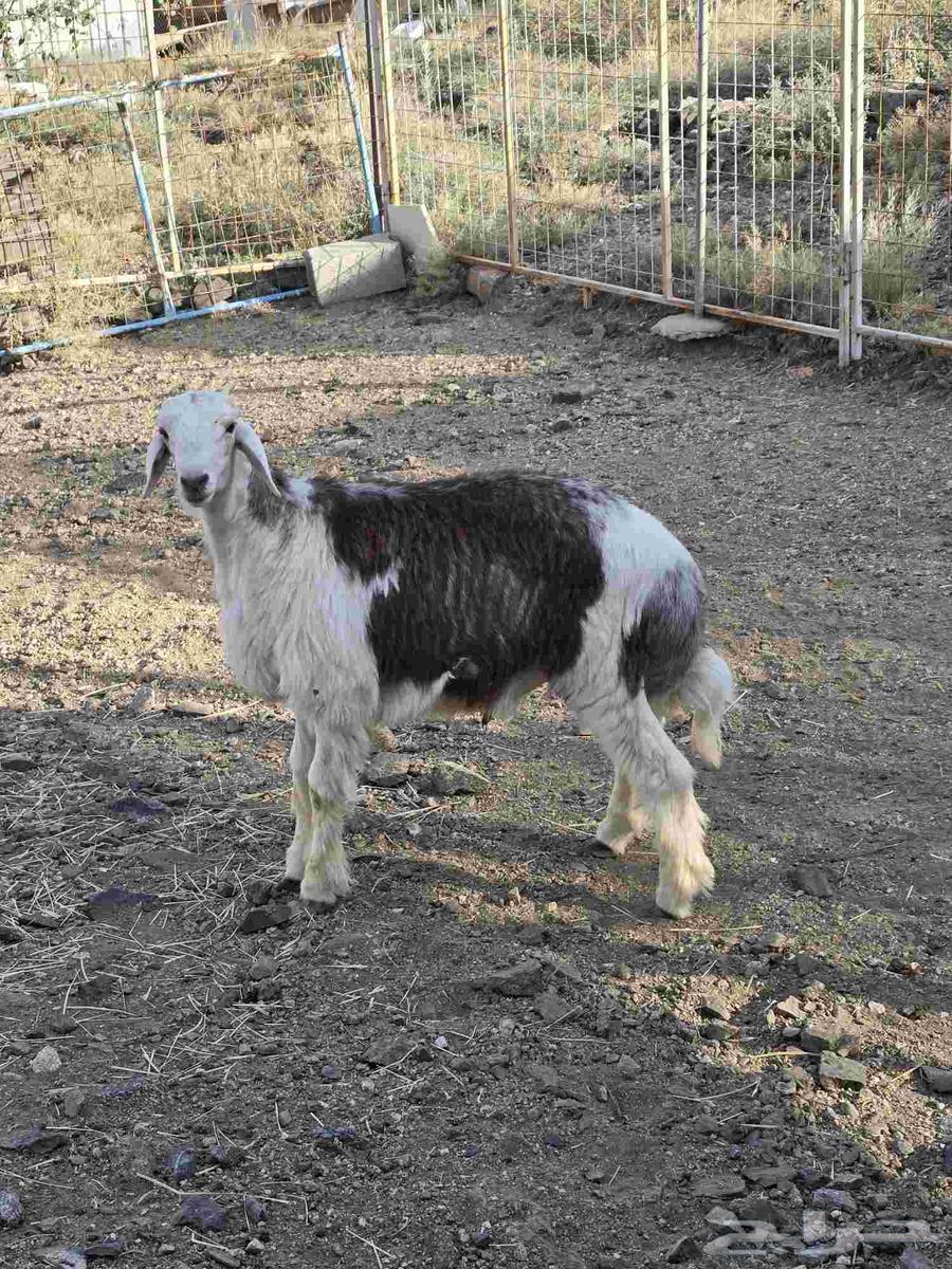 طلي مهجن مع التوصيل64473540821121110