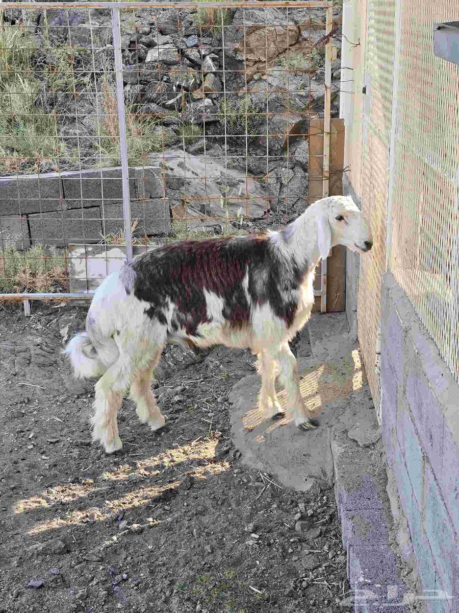 طلي مهجن مع التوصيل64473540821121111