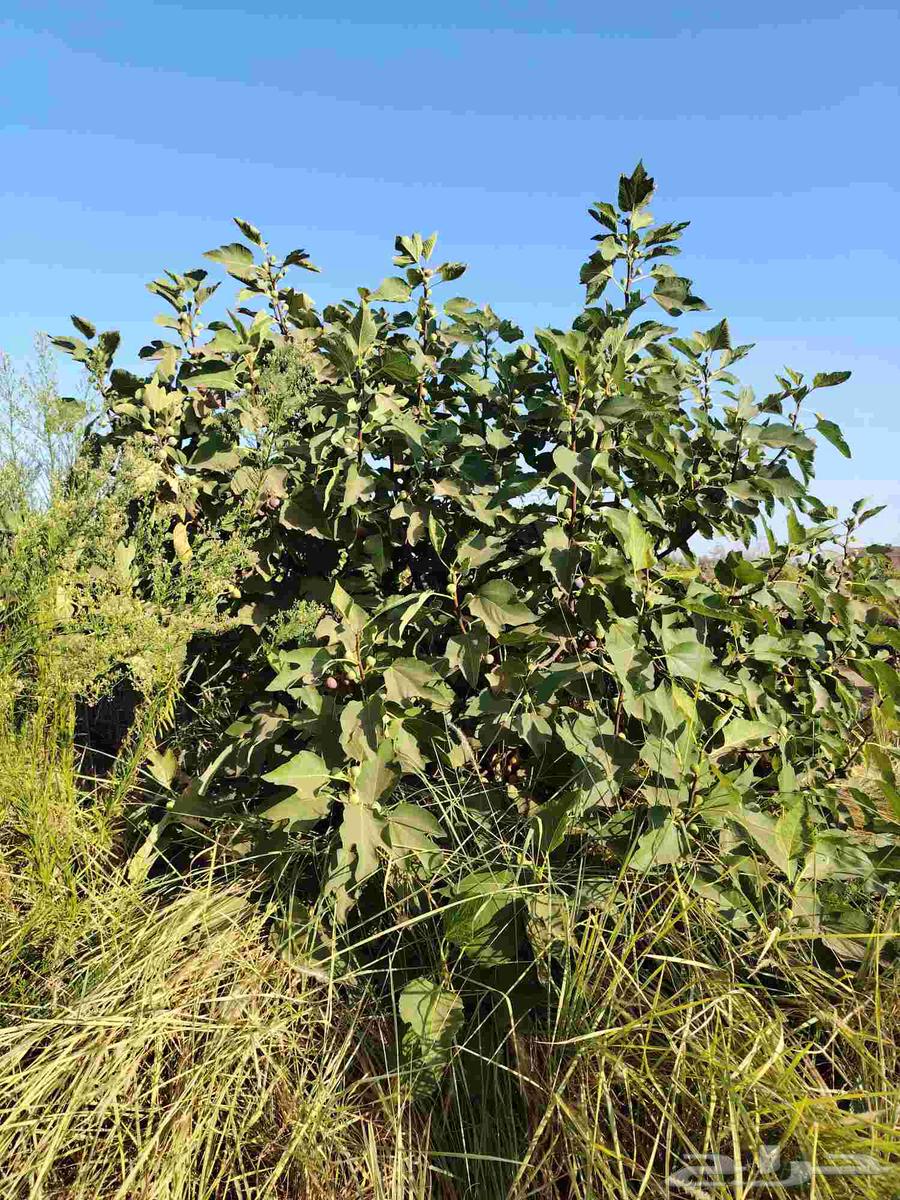 Abu Abdullah for supplying all fruit trees64207064767490111