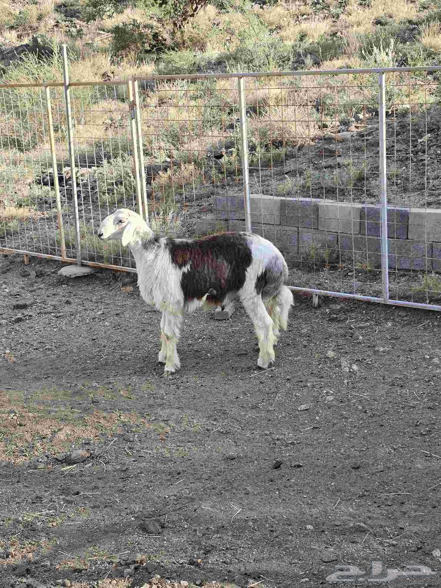 طلي مهجن مع التوصيل64473540821121112