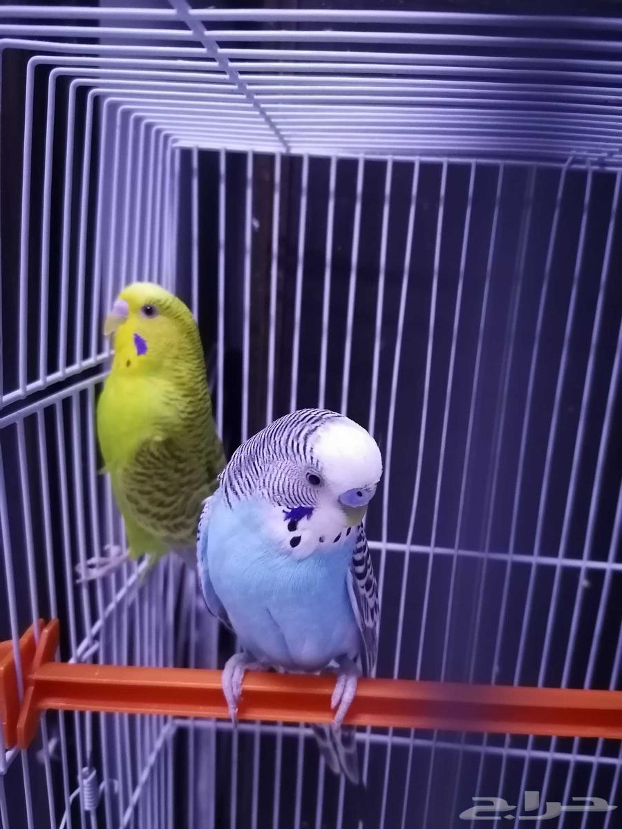 طيور بادجي للبيع64473806024577113