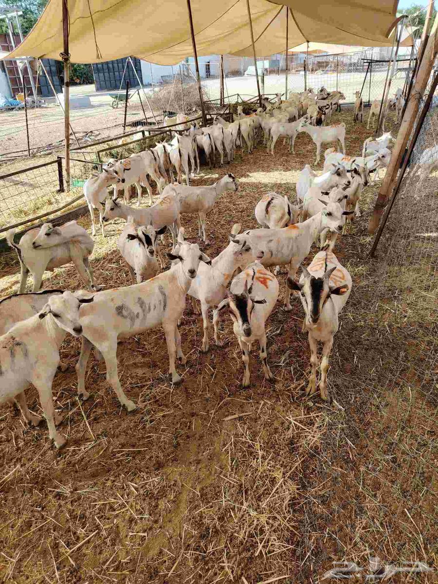 تيوس صومالية جذعان في جدة64476239641475112