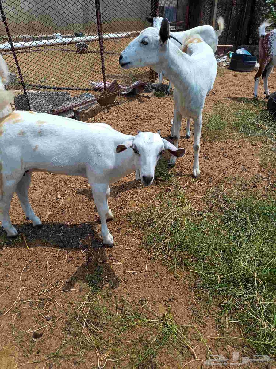 جفره وتيس بيشيه64473982739585111