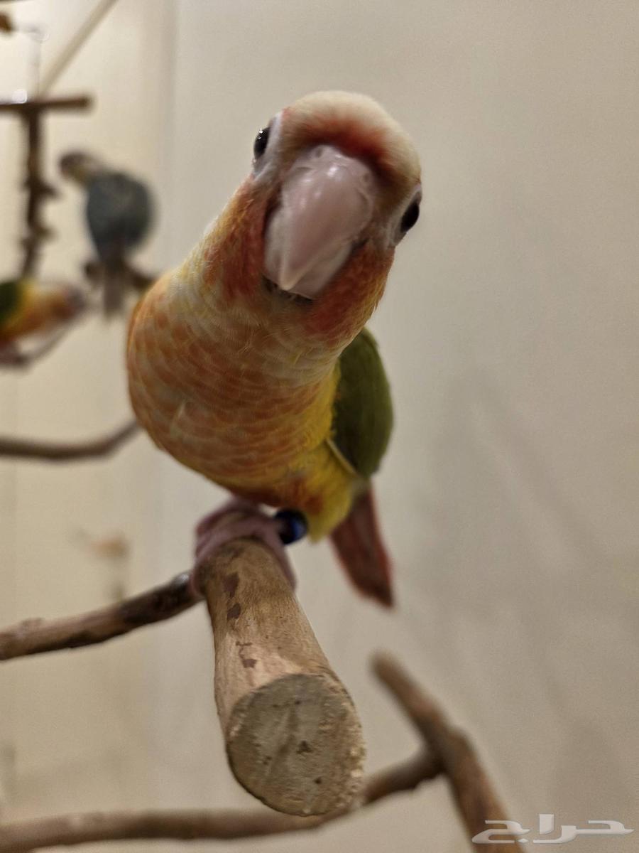 Pineapple Red Factor and Cinnamon Turquoise Two-Month-Old Weaned Chicks64474059836161111