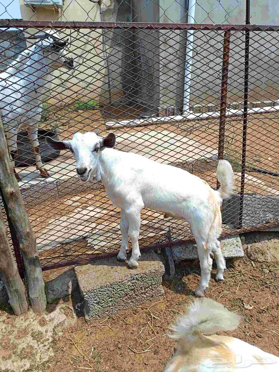 جفره وتيس بيشيه64473982739585113