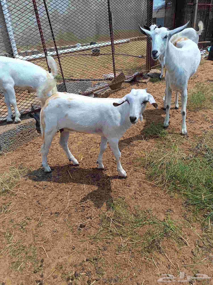 جفره وتيس بيشيه64473982739585112