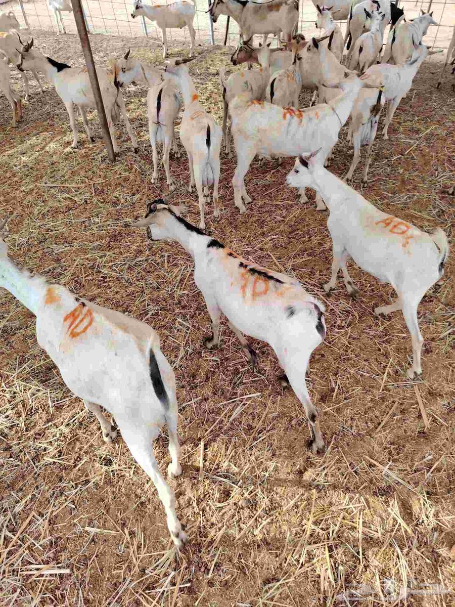 تيوس صوماليه لعاشقي الجدعان بأقل الاسعار64474361202947110