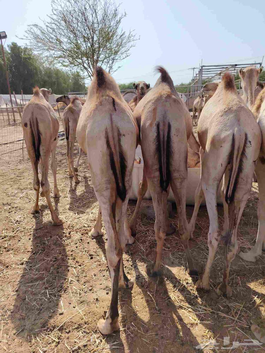 قعدان مفاريد متحصنة ونظيفة ومحملة64475681196163112