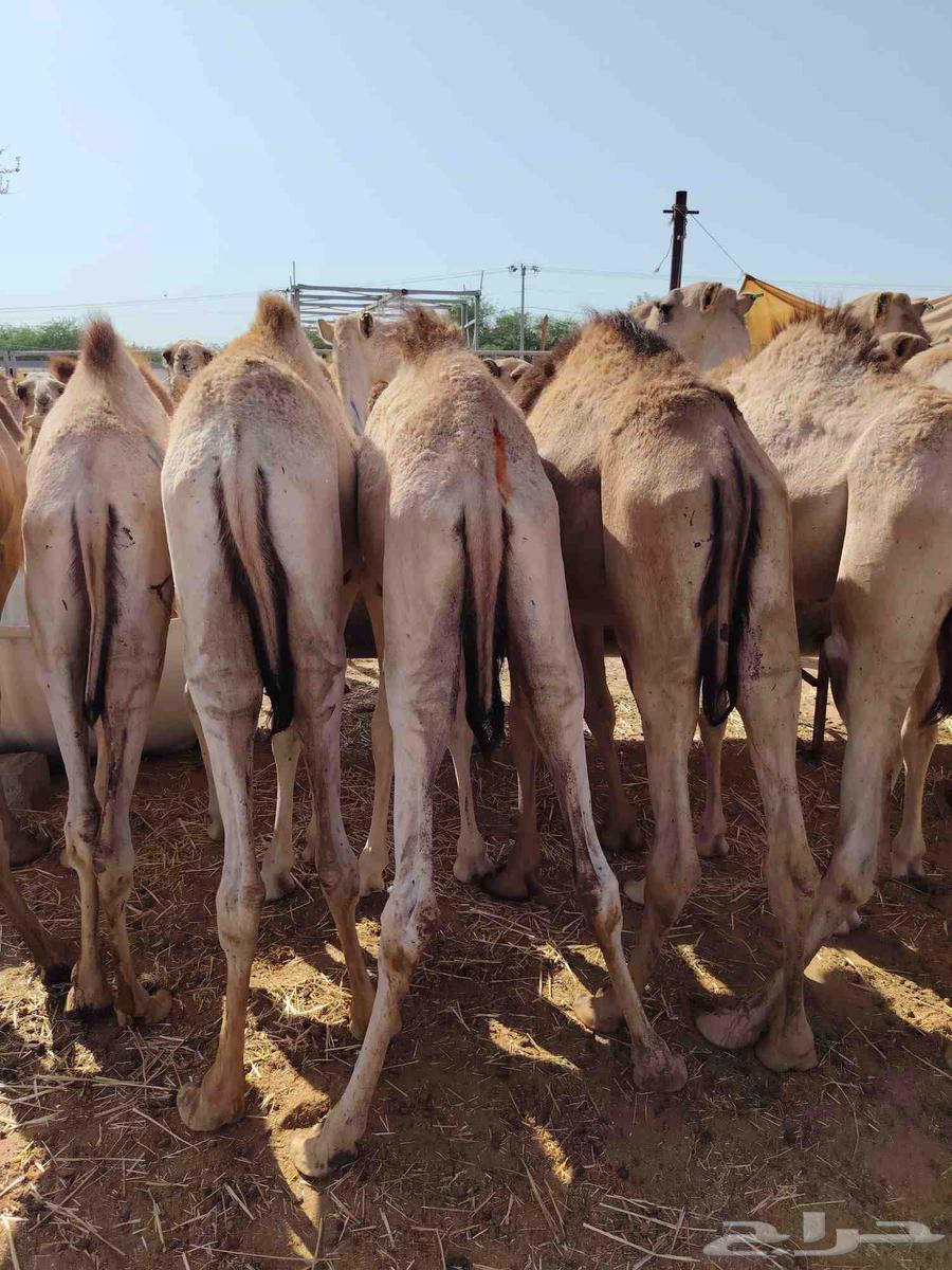 قعدان مفاريد متحصنة ونظيفة ومحملة64475681196163111