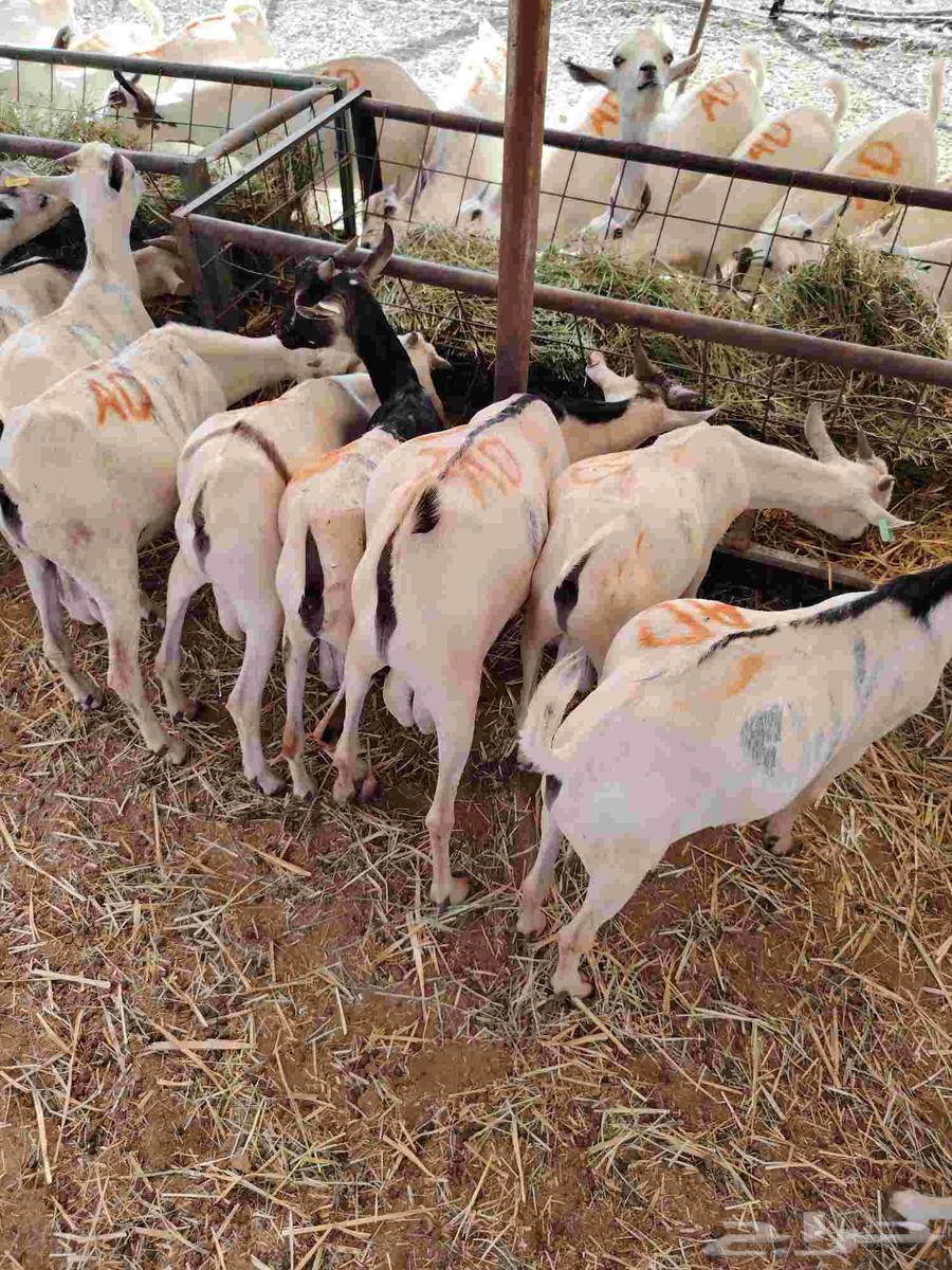 تيوس صومالية جذعان في جدة64476239641475110