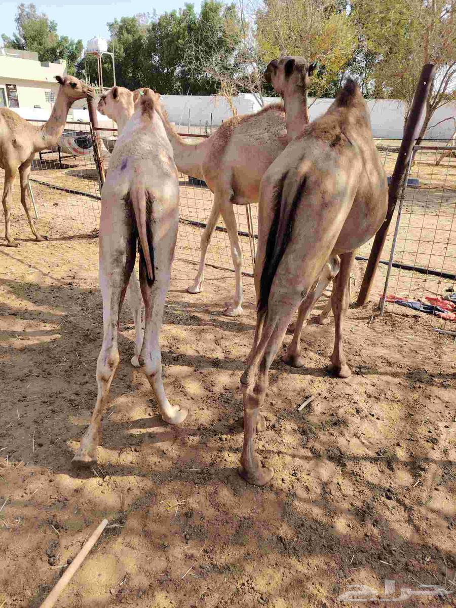 قعدان مفاريد متحصنة ونظيفة ومحملة64475681196163113