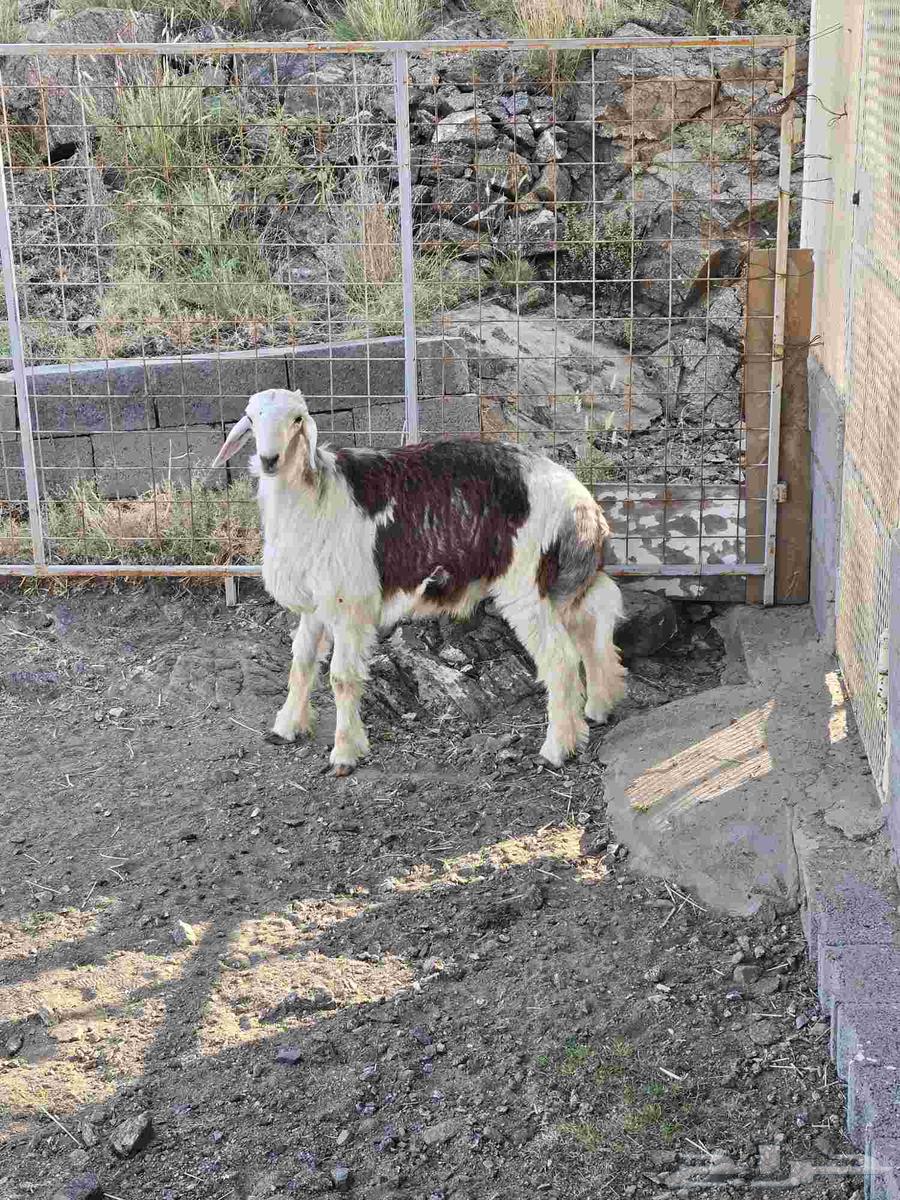 طلي مهجن مع التوصيل64473540821121114