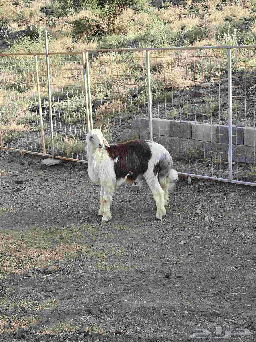 طلي مهجن مع التوصيل64473540821121113