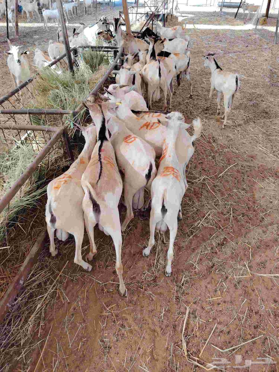 تيوس صومالية جذعان في جدة64476239641475111