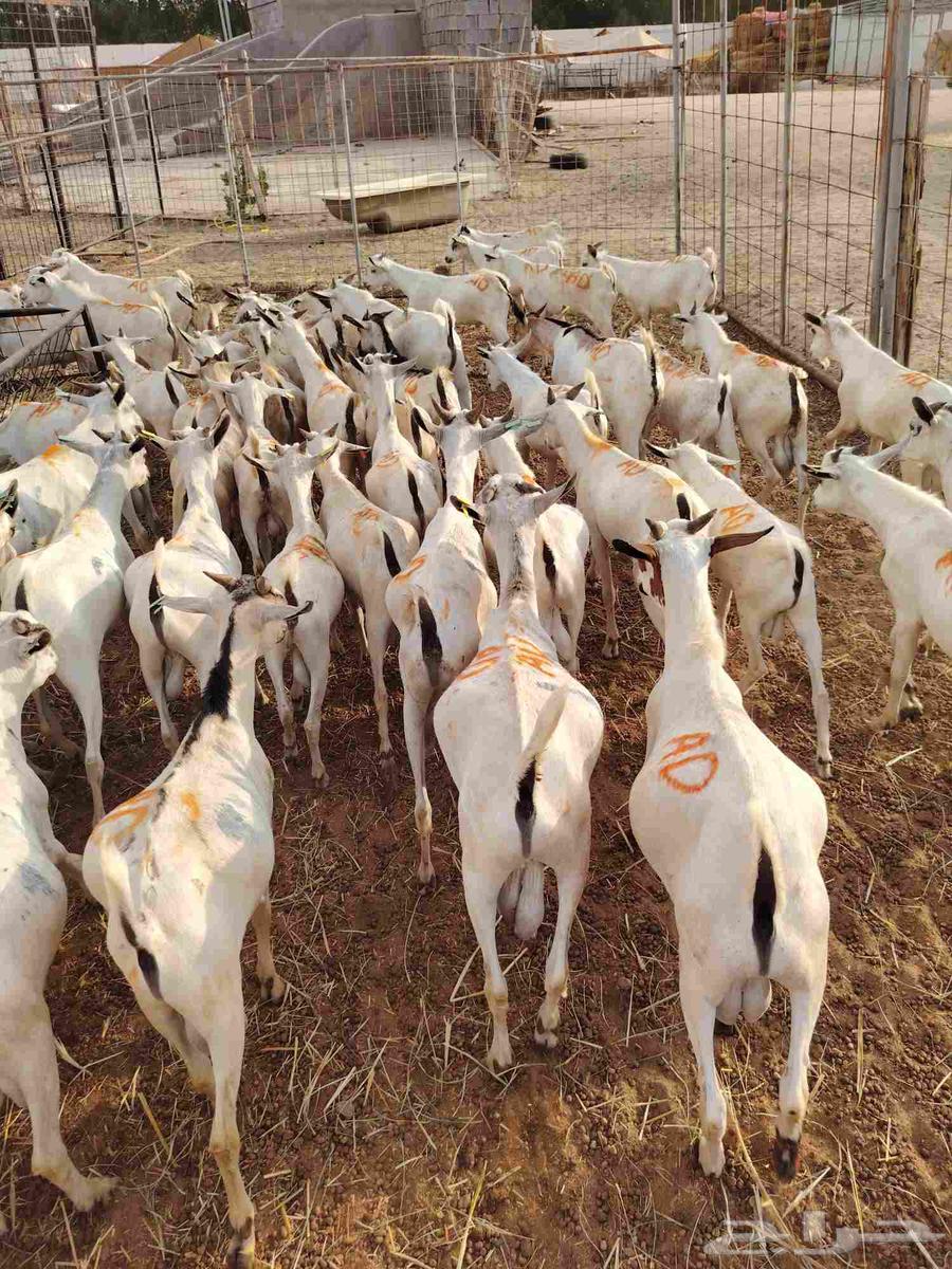 تيوس صوماليه لعاشقي الجدعان بأقل الاسعار64474361202947112