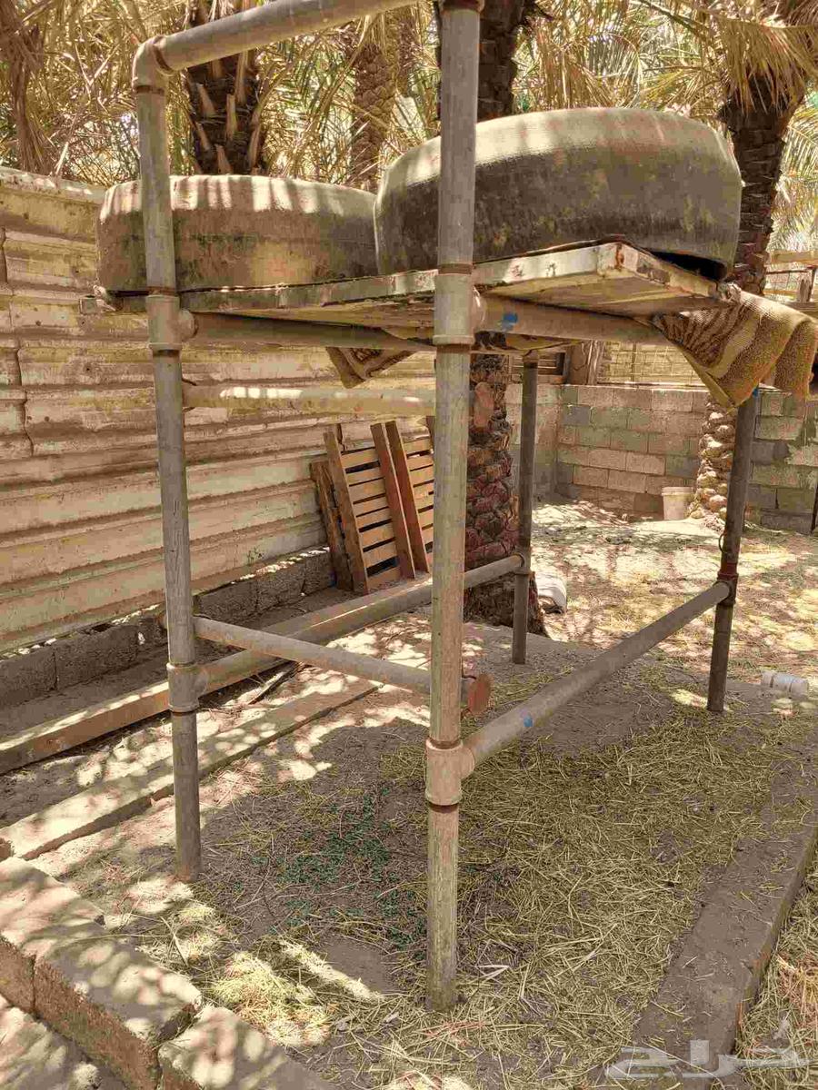 محلب ابقار للبيع64474416408066113