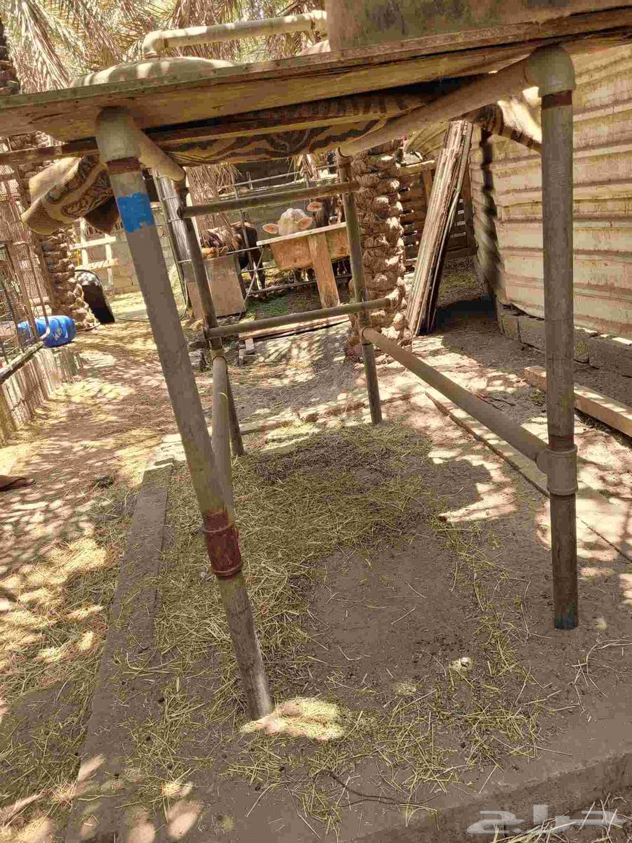 محلب ابقار للبيع64474416408066110