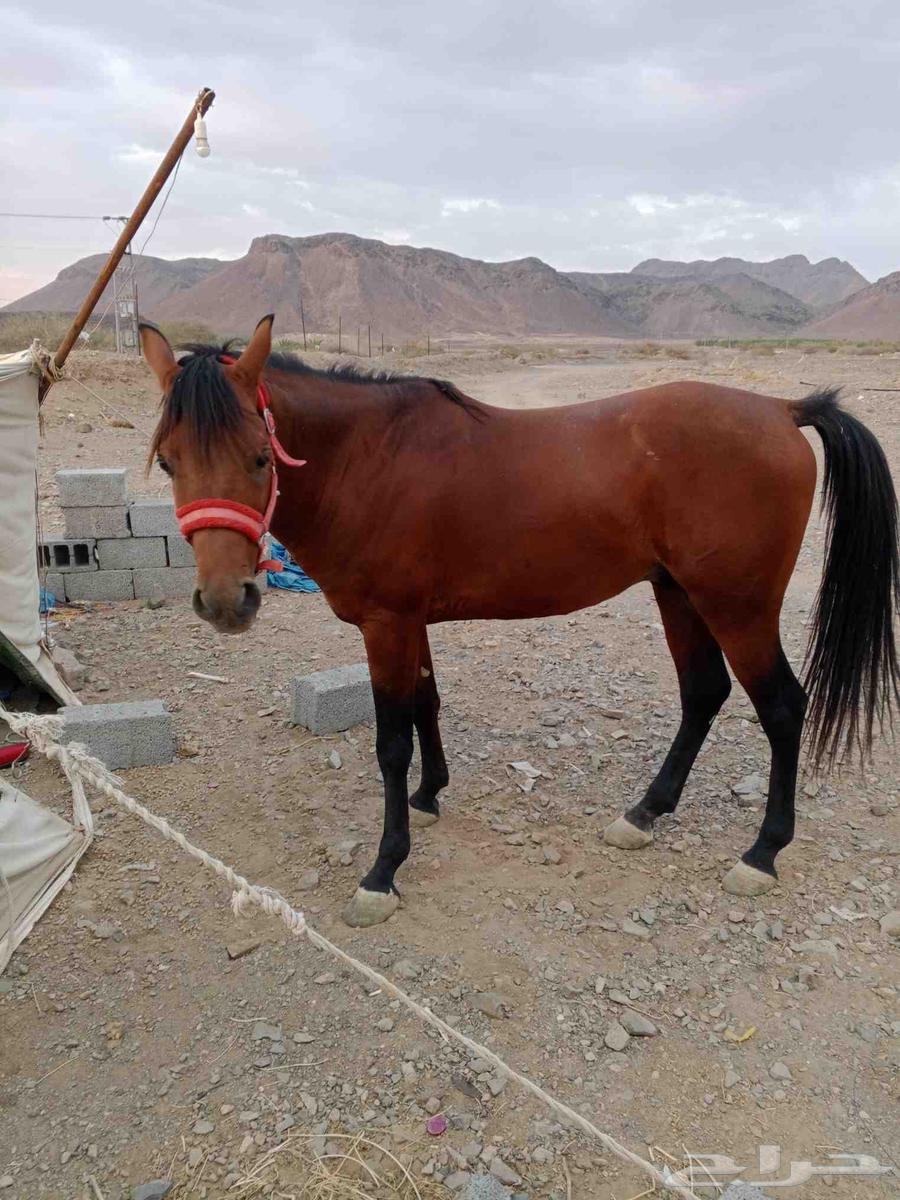 للبيع خيل شعبي هادي ع الشرط64476601140867110