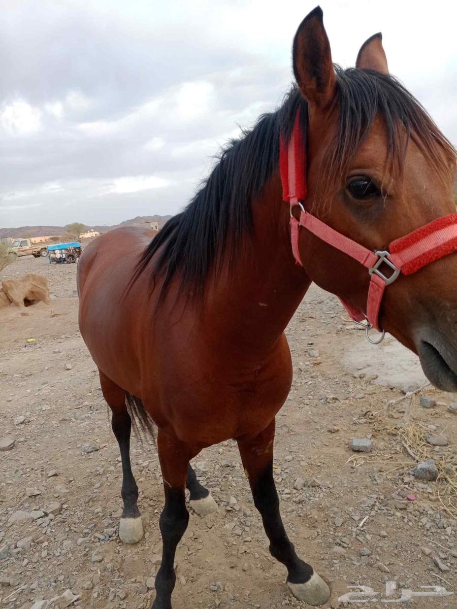 للبيع خيل شعبي هادي ع الشرط64476601140867111