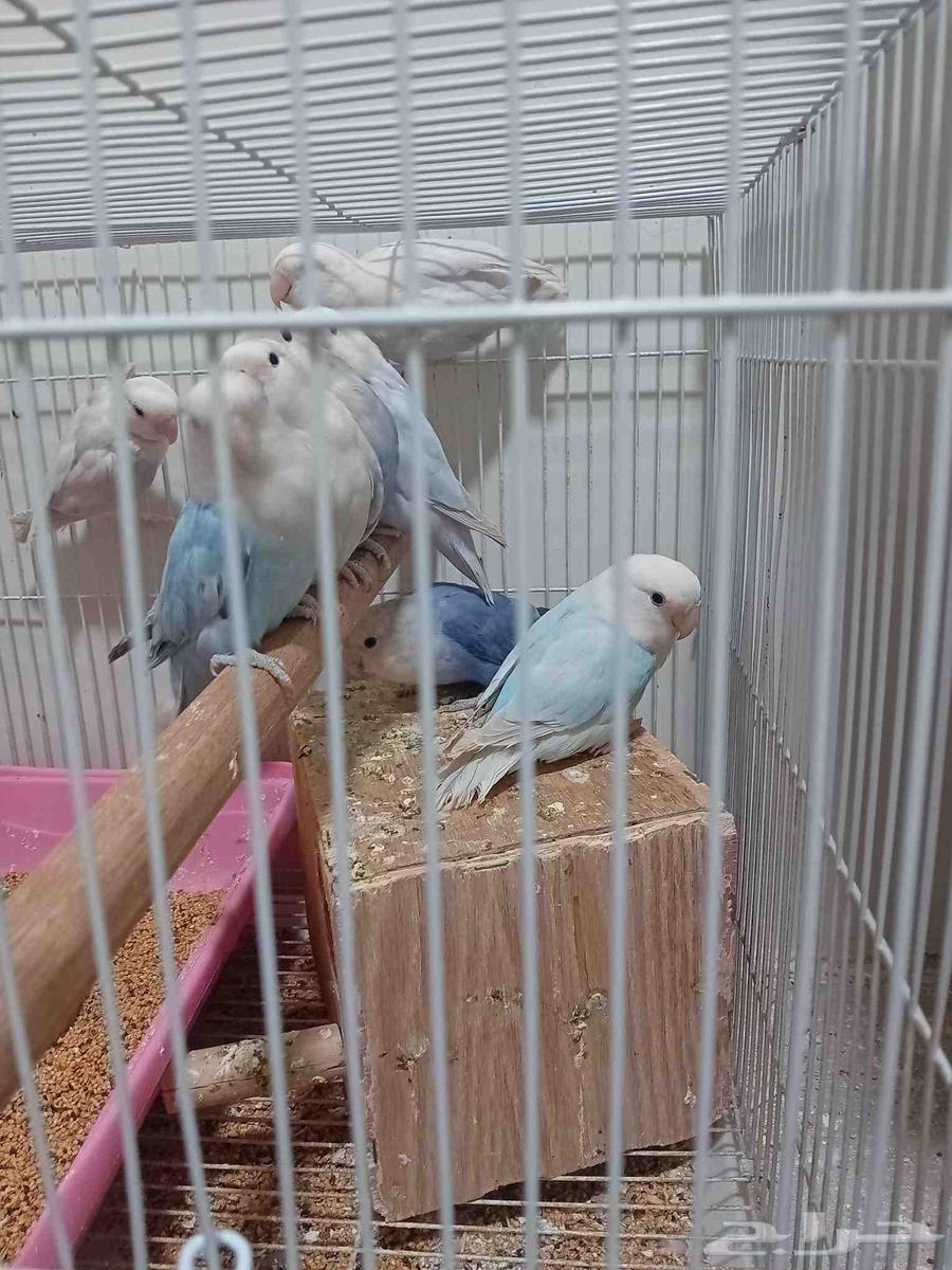 روز لبيع عدد 13 حبه64475002084353110