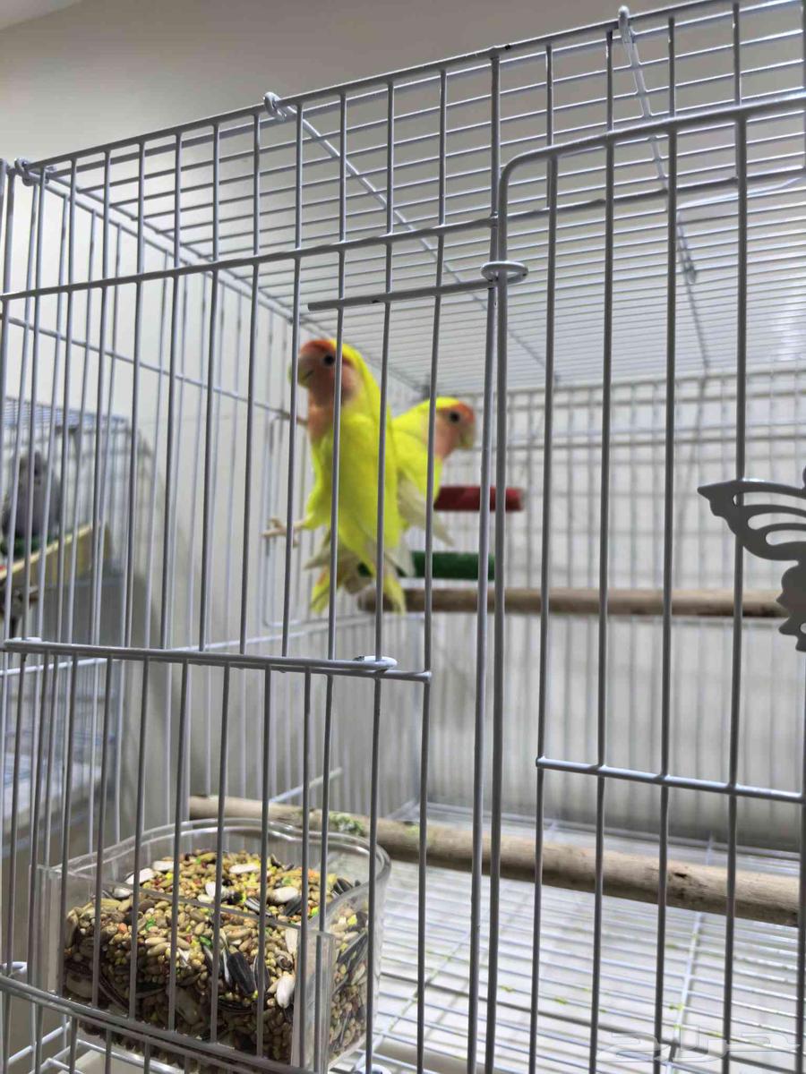 جوز عصافير روز مانجو و جوز عصافير بادجي نوع سلات الهولندي64475335400322112