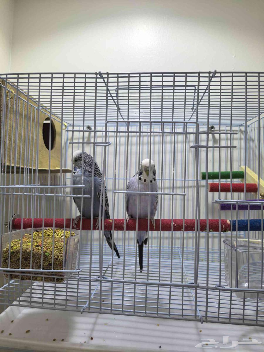 جوز عصافير روز مانجو و جوز عصافير بادجي نوع سلات الهولندي64475335400322111