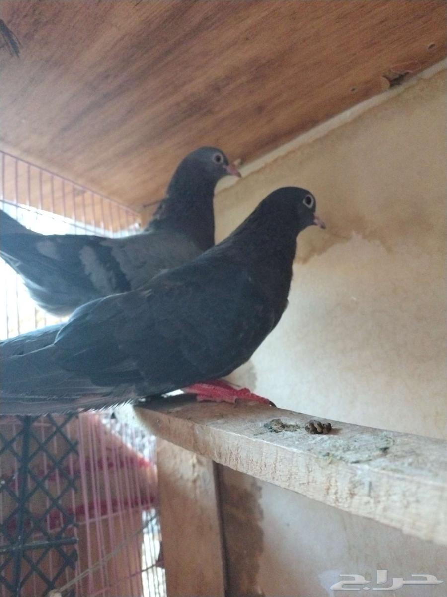 للبيع حمام جوزين صنعاوي منتج واحد معاه فرخين ب 100 ريال للبي64474346409602113