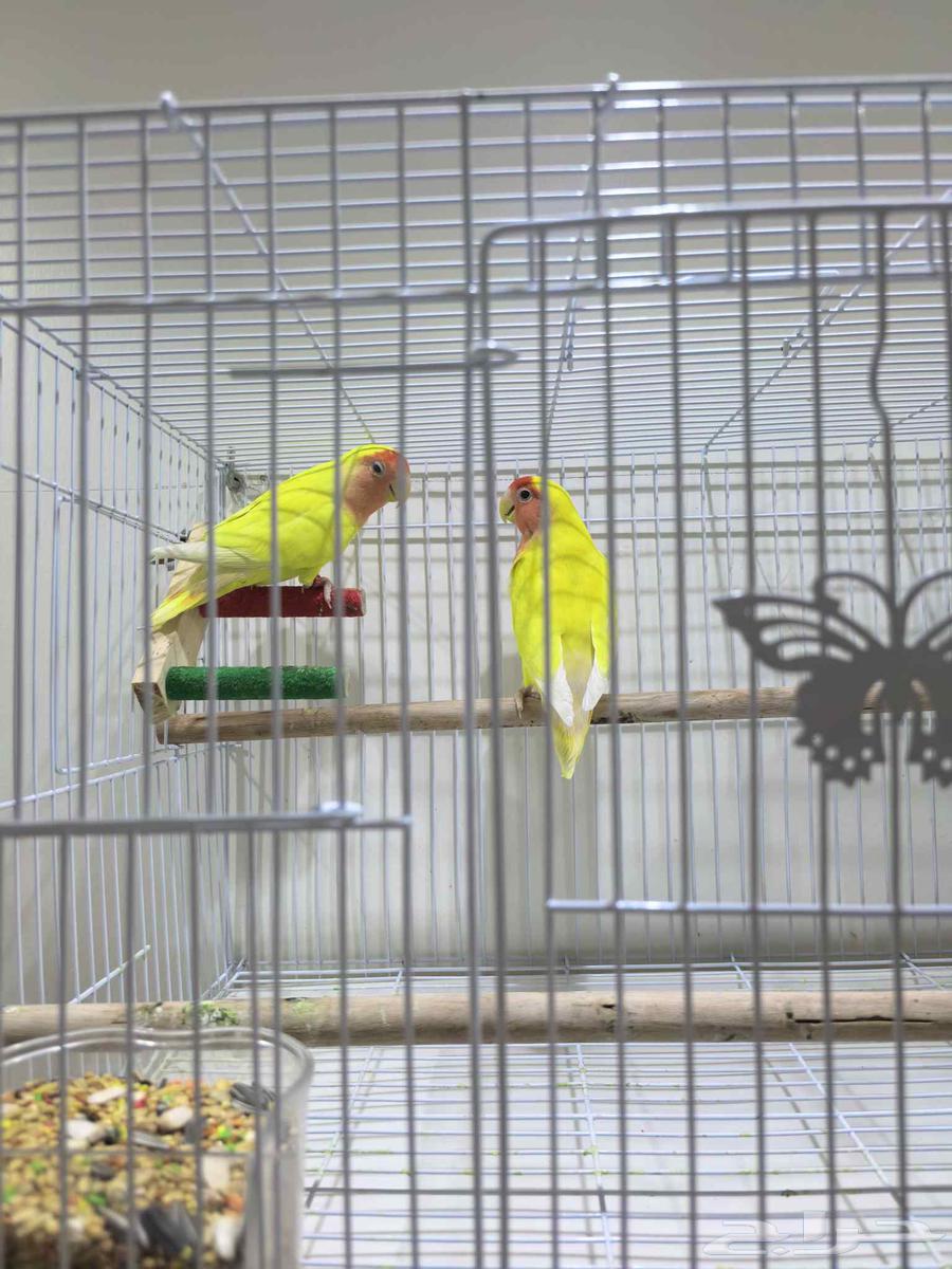 جوز عصافير روز مانجو و جوز عصافير بادجي نوع سلات الهولندي64475335400322114