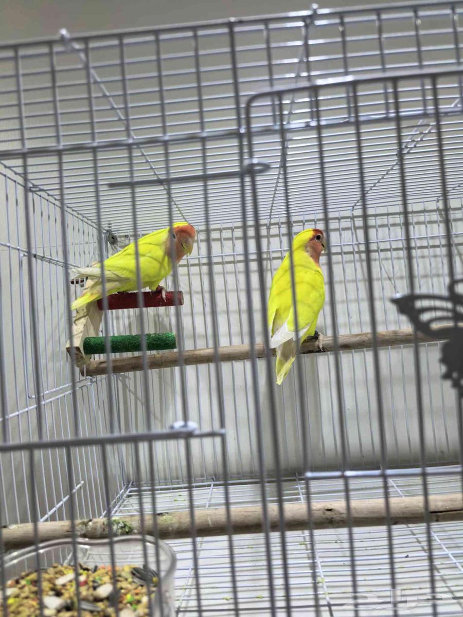 جوز عصافير روز مانجو و جوز عصافير بادجي نوع سلات الهولندي64475335400322113