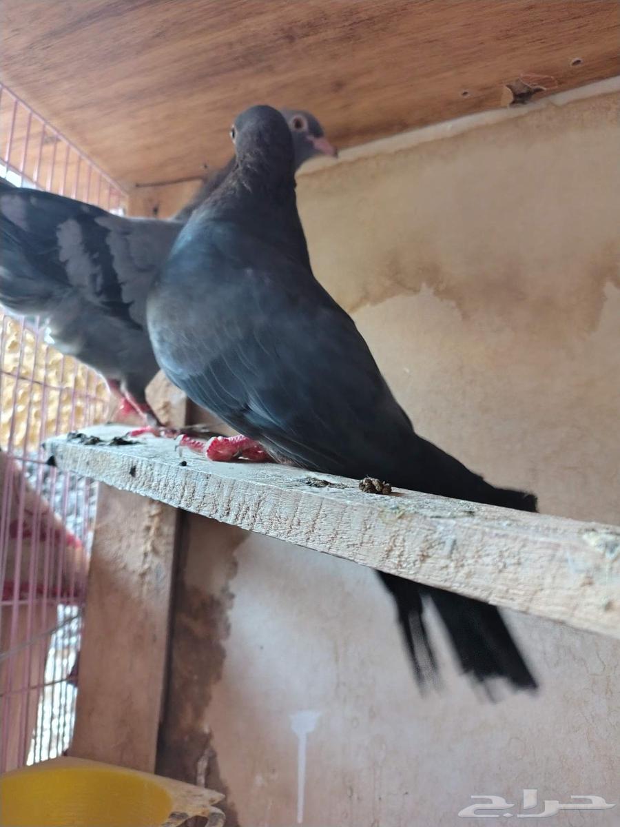 للبيع حمام جوزين صنعاوي منتج واحد معاه فرخين ب 100 ريال للبي64474346409602112