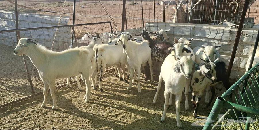 Goats for sale, quantity 1364475612104577110