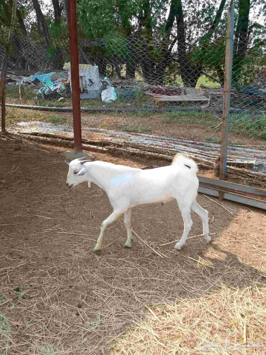 تيس بيشي على السوم64475405108483110