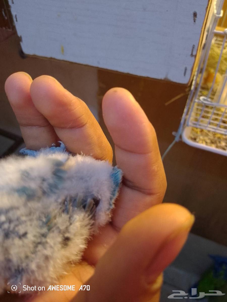 فروخ روز واحد مع جميع الملحقات64425084378498111