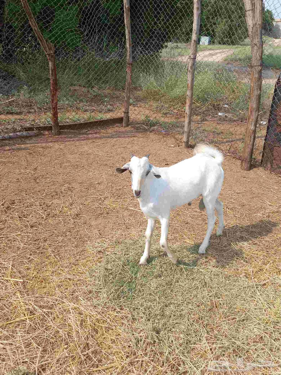 تيس بيشي على السوم64475405108483113