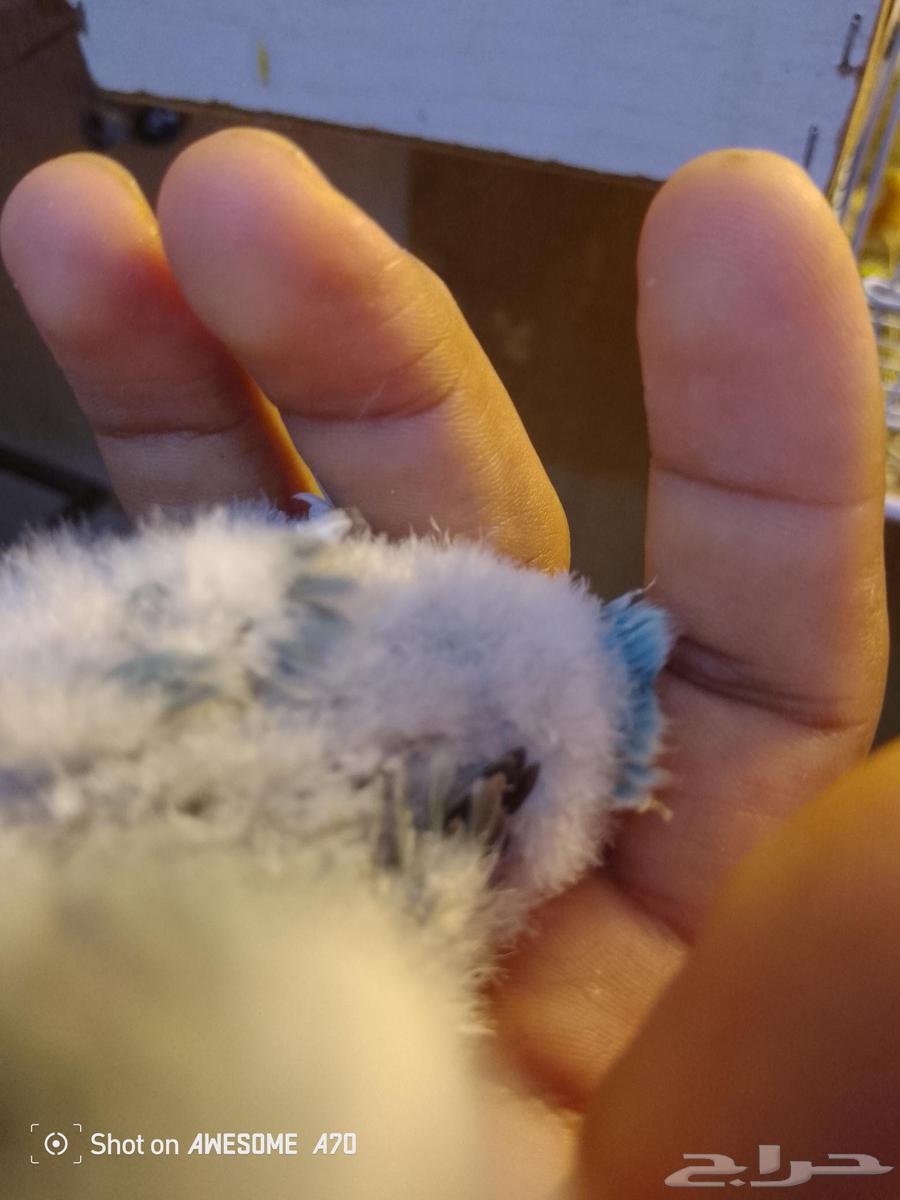 فروخ روز واحد مع جميع الملحقات64425084378498112